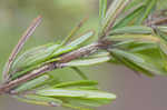 Apalachicola false rosemary